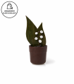 Pot de muguet chocolat noir 68%
